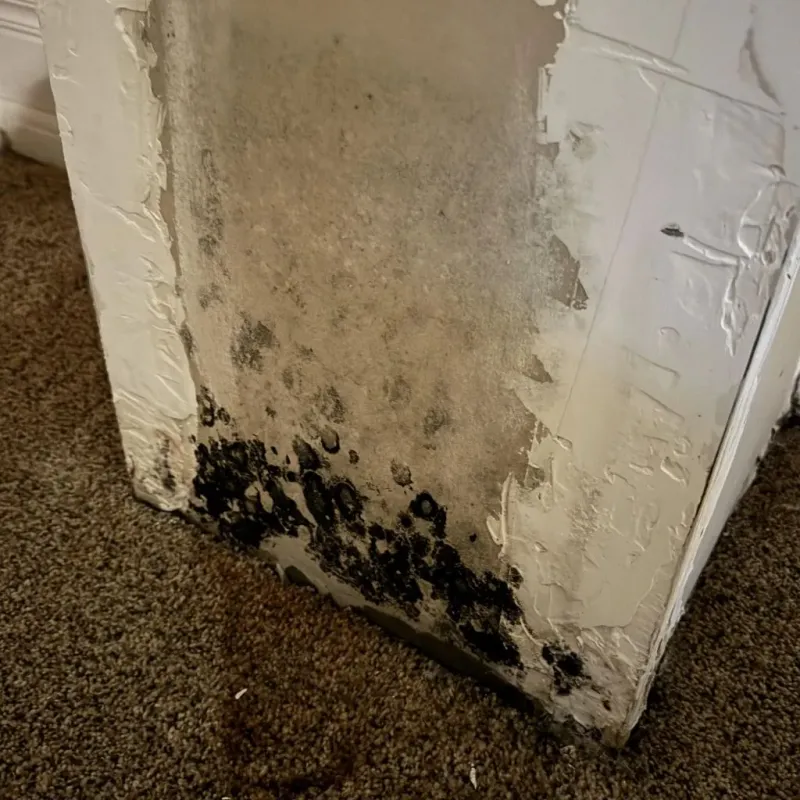 Professional Mold Removal in Dighton, MA